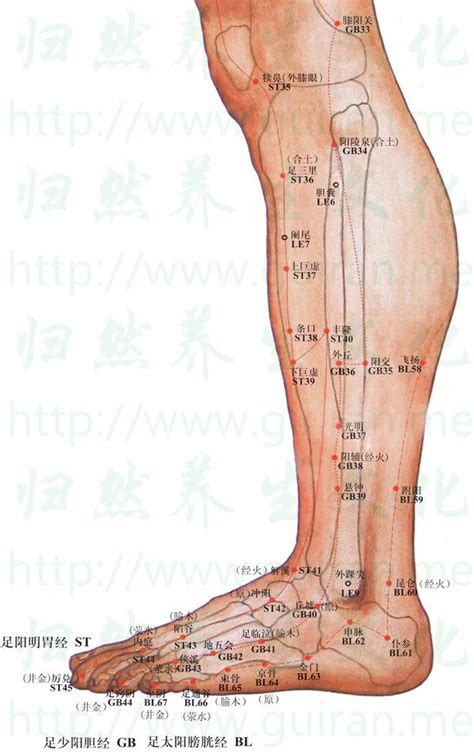 飛揚穴位置|醫砭 » 中華針灸 » 飛揚